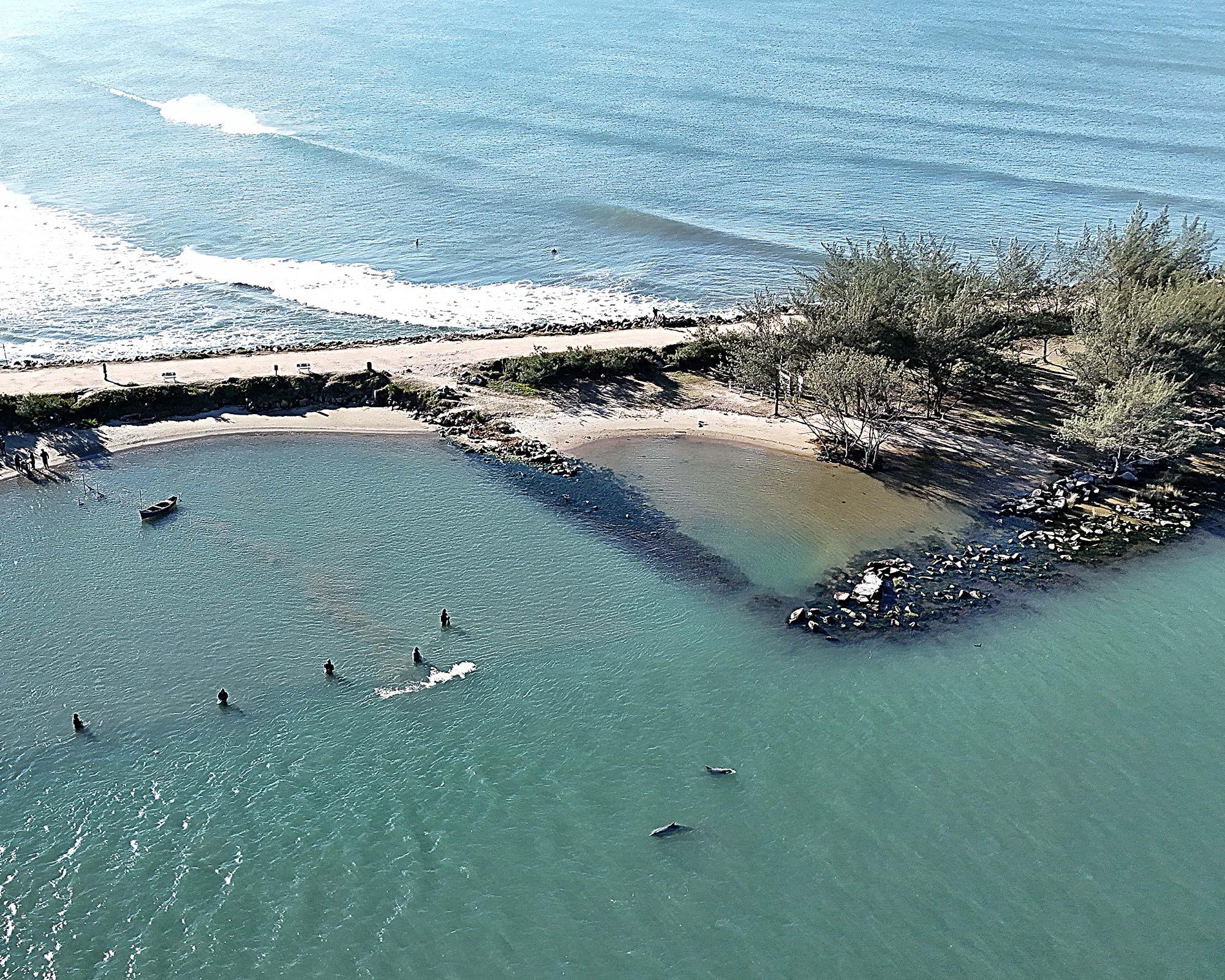 Área dos molhes da Praia da Barra é a mais frequentada por botos