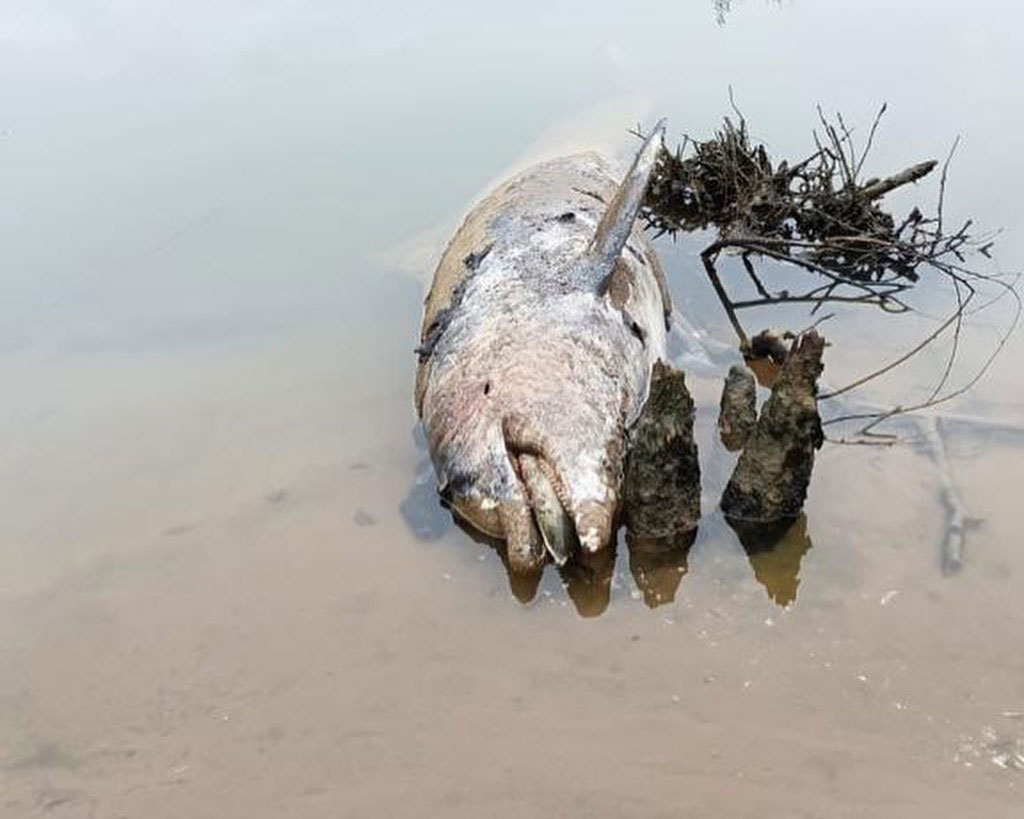 Caroba foi encontrada morta em 2022, aos 57 anos, sendo o boto mais antigo de Laguna a se ter registro (Foto: Movimento Boto Vivo, Reprodução Redes sociais)