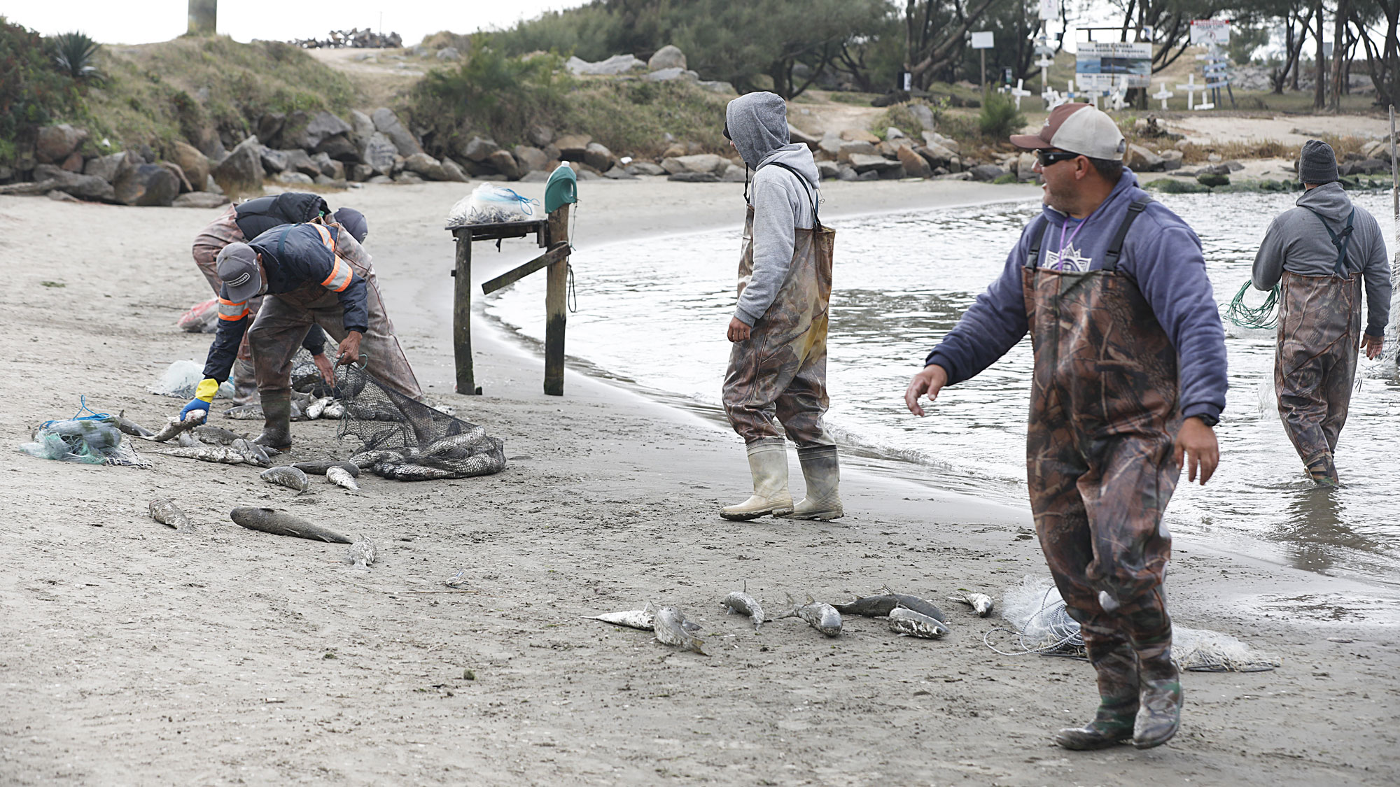 Época com mais peixe em Laguna é na Safra da Tainha