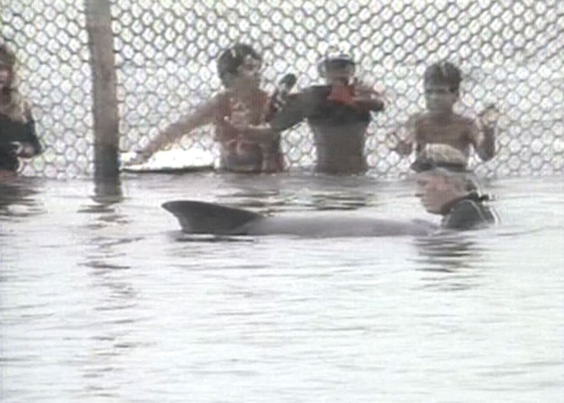 Durante três meses, ele ficou em um cercado no mar, se adaptado ao ambiente natural (Foto: NSC TV, Reprodução)