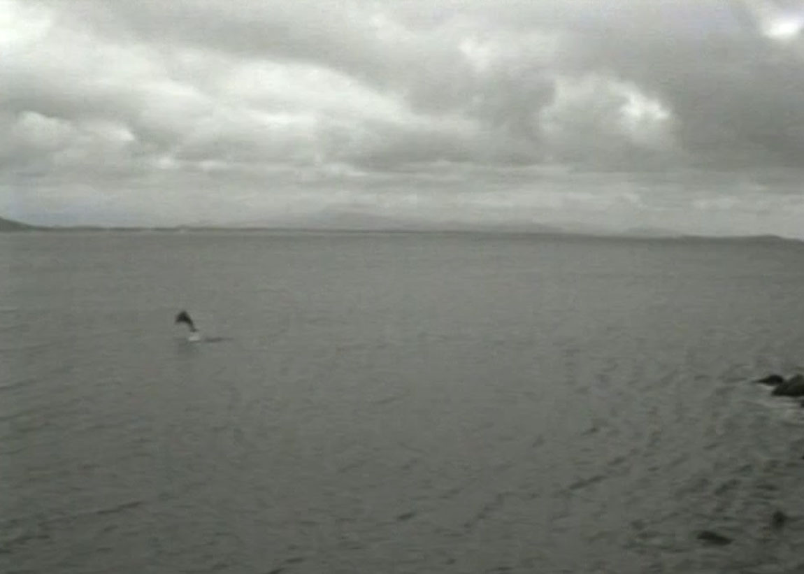 Em março de 1993, Flipper finalmente ganhou o mar (Foto: NSC TV, Reprodução)