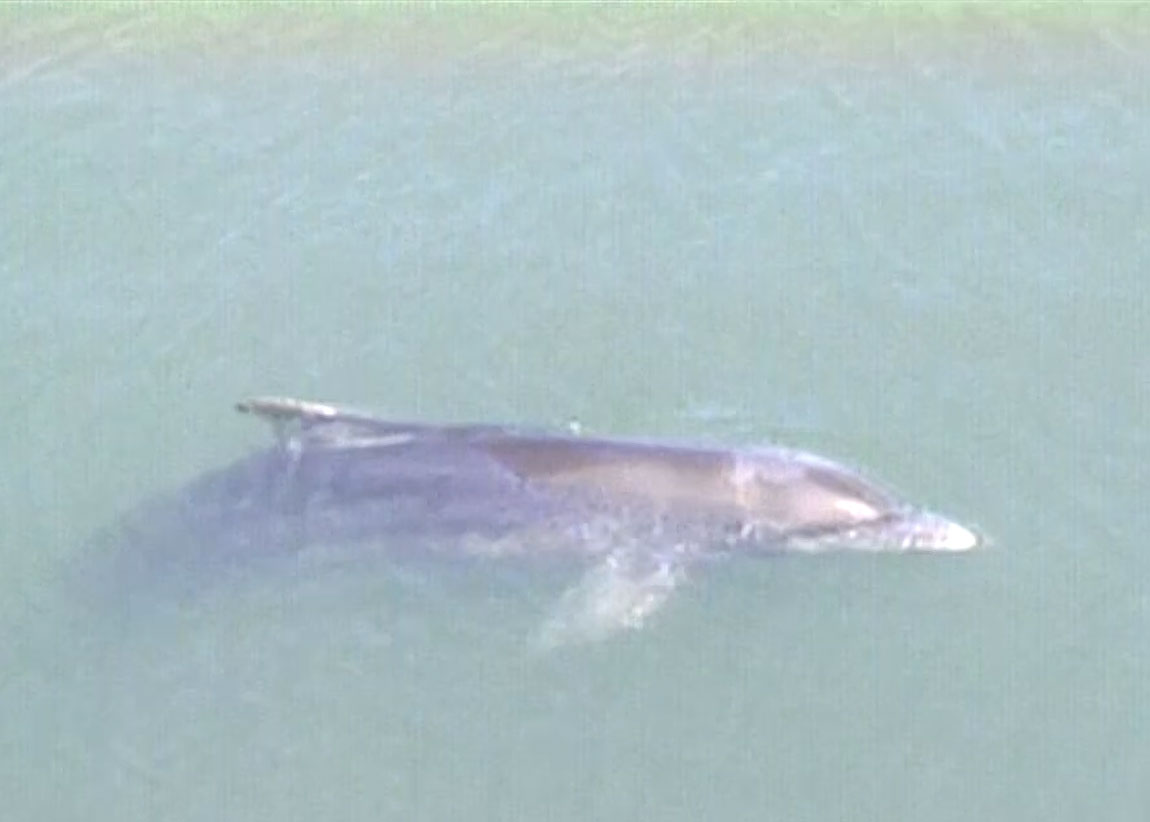 No fim, Flipper foi rejeitado pelos botos de Laguna e nadou em direção Norte.  Sua última aparição foi em 1995, no litoral do Paraná (Foto: NSC TV, Reprodução)